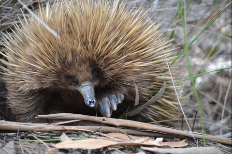 Western KI Caravan Park & Wildlife Reserve - e-Seniors 37