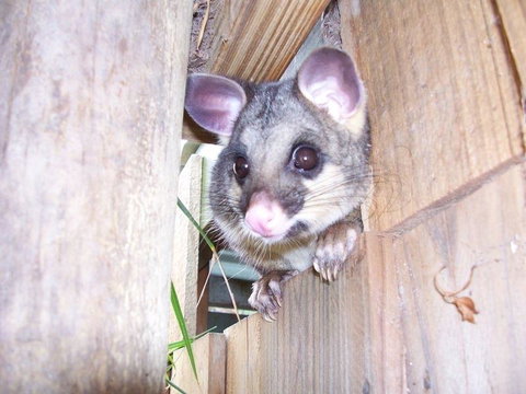 Western KI Caravan Park & Wildlife Reserve - e-Seniors 39