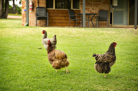 Peppermint Brook Cottages - e-Seniors 12