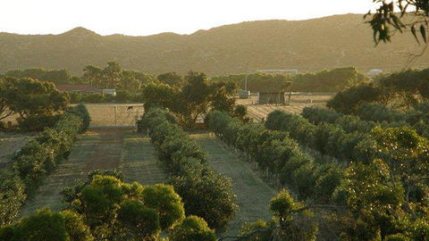 Bentwood Olive Grove Accommodation - e-Seniors 20