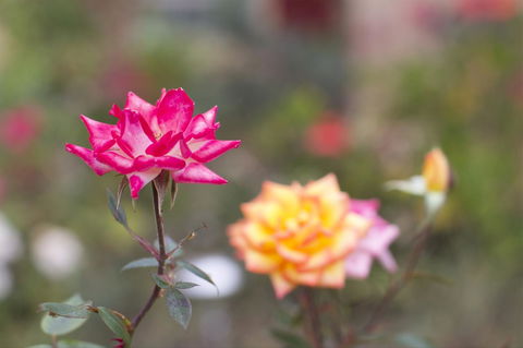 Swansea Cottages And Motel Suites - e-Seniors 12