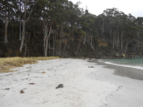 Bruny Ocean Cottage - e-Seniors 12