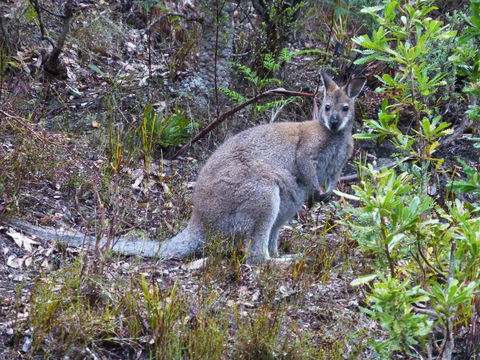 Eagles Rise Tasmania - e-Seniors 11