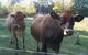 Drumreagh Bed & Breakfast Cabins - thumb 0