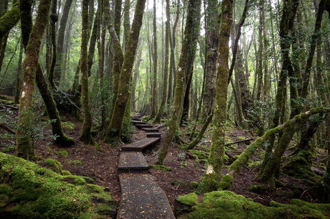Peppers Cradle Mountain Lodge - e-Seniors 25