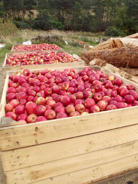 Eden Orchard & Farmstay - e-Seniors 33