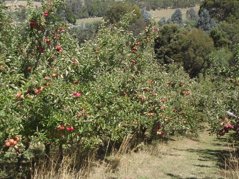 Eden Orchard & Farmstay - e-Seniors 26