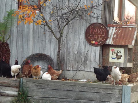 Eden Orchard & Farmstay - e-Seniors 32