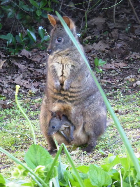 Tamar River Retreat - e-Seniors 36