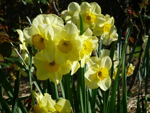 Wagners Cottages - e-Seniors 14