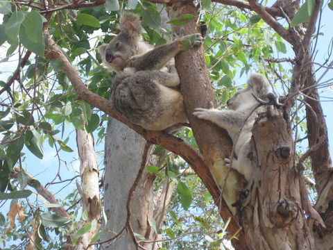 Magnetic Island Bed And Breakfast - e-Seniors 17