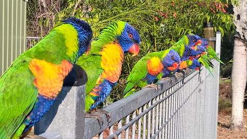 Magnetic Island Bed And Breakfast - e-Seniors 6