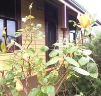 Albion Cottage - e-Seniors