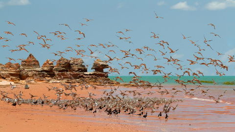 Broome Bird Observatory - e-Seniors 1