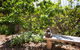DeÅ›a Retreat Ecovillas - thumb 2