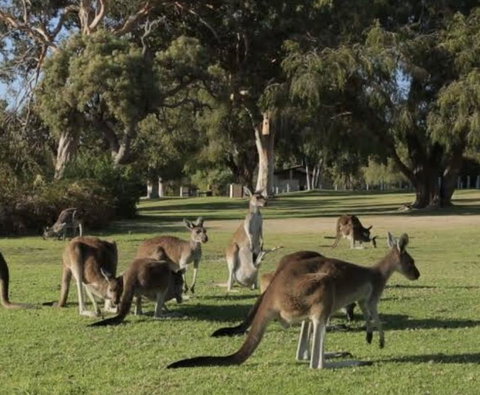 Eastern Hill Creswick - e-Seniors 1