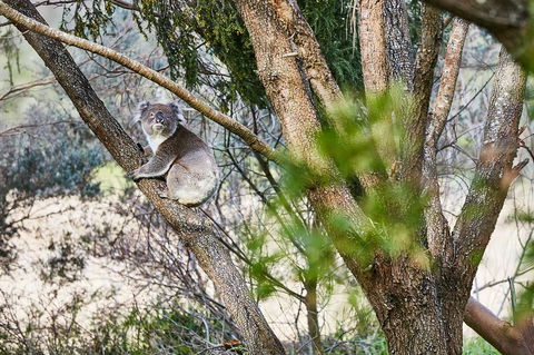 Great Ocean Walk Retreat - e-Seniors 1