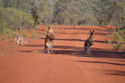 Gundabooka National Park Cottages - e-Seniors 0