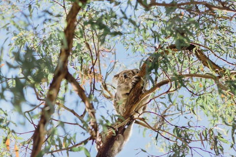 Jetty Views - Water Views On Raymond Island - e-Seniors 2