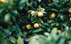 Lemon Tree Cottage - Bendeela - thumb 1