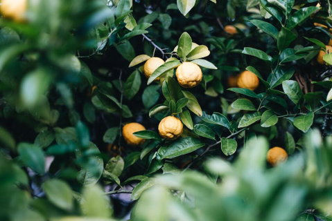 Lemon Tree Cottage - Bendeela - e-Seniors 1