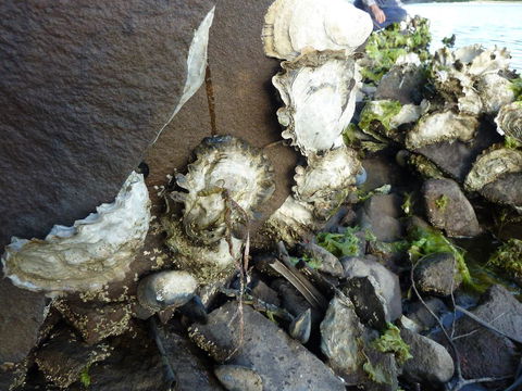 Oyster Shack - e-Seniors 3