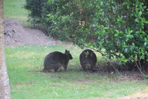 Tamar Valley Farm Stay - e-Seniors 1