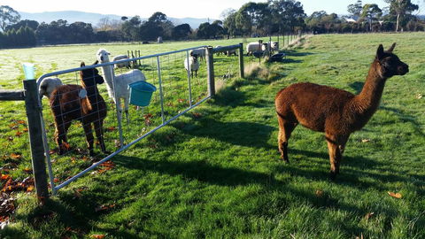Tamar Valley Farm Stay - e-Seniors 2