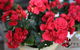 Poppy’s Home & Garden Centre - thumb 0