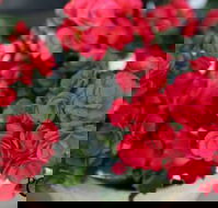 Poppys Home  Garden Centre - e-Seniors