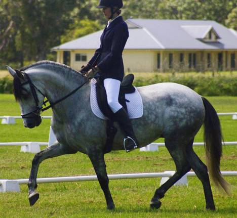Encantador The Riding School - e-Seniors 1