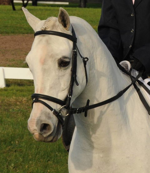 Encantador The Riding School - e-Seniors 2