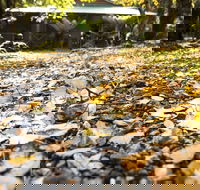 Cradle Forest Inn - e-Seniors
