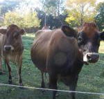 Drumreagh Bed  Breakfast Cabins - e-Seniors