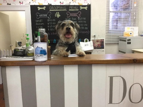 Doggie Barber - e-Seniors 0