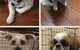 Doggie Barber - thumb 3
