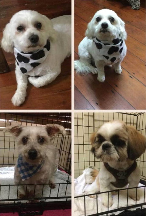 Doggie Barber - e-Seniors 3