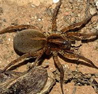 Cabans Pest Control - e-Seniors