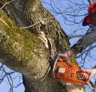 Lennox Head Tree Care - e-Seniors