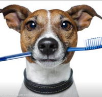 Kingscliff Veterinary Hospital - e-Seniors