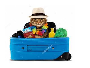 Better Pet Vets Northern Beaches - e-Seniors 0