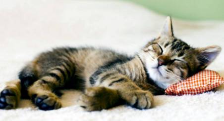 Better Pet Vets Northern Beaches - e-Seniors 4