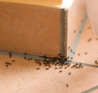 Nu-Style Carpets  Pest Control - e-Seniors