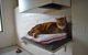 Boambee Valley Cat Retreat - thumb 2