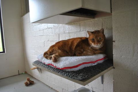 Boambee Valley Cat Retreat - e-Seniors 2