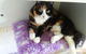 Boambee Valley Cat Retreat - thumb 3