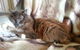 Boambee Valley Cat Retreat - thumb 4