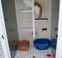 Catalina Cat Boarding - e-Seniors