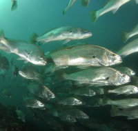 Spear  Fish Downunder - e-Seniors