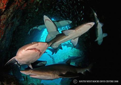 South West Rocks Dive Centre - e-Seniors 1